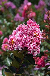 Raspberry Sundae Crapemyrtle (Lagerstroemia indica 'Whit I') at Valley View Farms