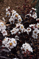 Ebony And Ivory Crapemyrtle (Lagerstroemia 'Ebony And Ivory') at Valley View Farms