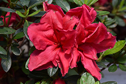 Bloom-A-Thon Red Azalea (Rhododendron 'RLH1-1P2') at Valley View Farms