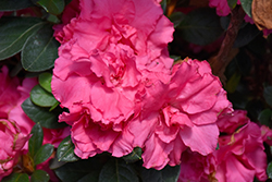 Bloom-A-Thon Pink Double Azalea (Rhododendron 'RLH1-2P8') at Valley View Farms