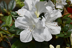 Encore Autumn Ivory Azalea (Rhododendron 'Roblev') at Valley View Farms