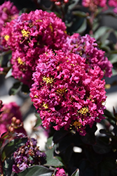 Plum Magic Crapemyrtle (Lagerstroemia 'Plum Magic') at Valley View Farms