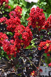 Ebony Flame Crapemyrtle (Lagerstroemia 'Ebony Flame') at Valley View Farms