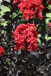 Ebony Fire Crapemyrtle (Lagerstroemia 'Ebony Fire') at Valley View Farms