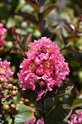 Coral Magic Crapemyrtle (Lagerstroemia 'Coral Magic') at Valley View Farms
