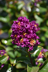 Purple Magic Crapemyrtle (Lagerstroemia 'Purple Magic') at Valley View Farms