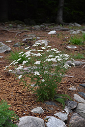 Common Yarrow (Achillea millefolium) at Valley View Farms