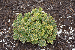 Lime Twister Stonecrop (Sedum 'Lime Twister') at Valley View Farms