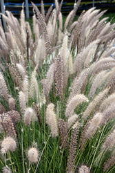 Fountain Grass (Pennisetum setaceum) at Valley View Farms