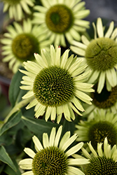 Green Jewel Coneflower (Echinacea 'Green Jewel') at Valley View Farms