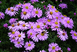 Woods Pink Aster (Symphyotrichum 'Woods Pink') at Valley View Farms