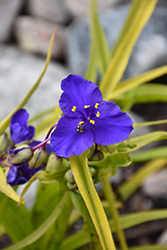 Sweet Kate Spiderwort (Tradescantia x andersoniana 'Sweet Kate') at Valley View Farms