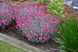 Wicked Witch Pinks (Dianthus gratianopolitanus 'Wicked Witch') at Valley View Farms