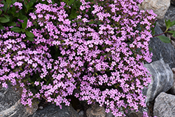 Rock Soapwort (Saponaria ocymoides) at Valley View Farms