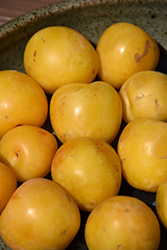 Shiro Plum (Prunus 'Shiro') at Valley View Farms