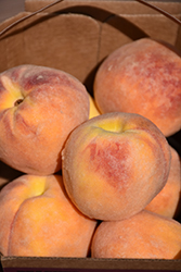 Cresthaven Peach (Prunus persica 'Cresthaven') at Valley View Farms