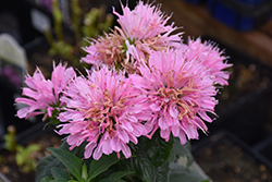 Sugar Buzz Pink Frosting Beebalm (Monarda 'Pink Frosting') at Valley View Farms