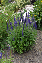 Sunny Border Blue Speedwell (Veronica 'Sunny Border Blue') at Valley View Farms