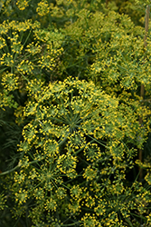 Fernleaf Dill (Anethum graveolens 'Fernleaf') at Valley View Farms