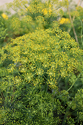 Dill (Anethum graveolens) at Valley View Farms