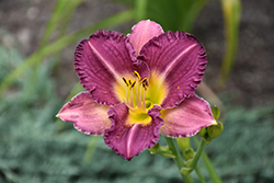 Entrapment Daylily (Hemerocallis 'Entrapment') at Valley View Farms