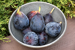 Brown Turkey Fig (Ficus carica 'Brown Turkey') at Valley View Farms
