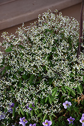 Breathless White Euphorbia (Euphorbia 'Balbrewite') at Valley View Farms