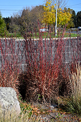 Red October Bluestem (Andropogon gerardii 'Red October') at Valley View Farms
