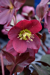 Anna's Red Hellebore (Helleborus 'Anna's Red') at Valley View Farms