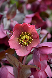 Penny's Pink Hellebore (Helleborus 'Penny's Pink') at Valley View Farms