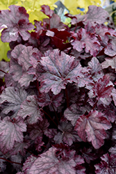 Plum Pudding Coral Bells (Heuchera 'Plum Pudding') at Valley View Farms