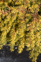 All Gold Shore Juniper (Juniperus conferta 'All Gold') at Valley View Farms