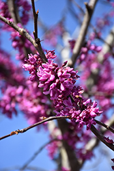 Eastern Redbud (tree form) (Cercis canadensis '(tree form)') at Valley View Farms