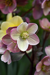 Pink Frost Hellebore (Helleborus 'COSEH 710') at Valley View Farms