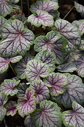 Green Spice Coral Bells (Heuchera 'Green Spice') at Valley View Farms