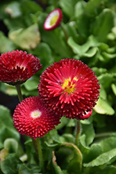 Bellisima Red English Daisy (Bellis perennis 'Bellissima Red') at Valley View Farms