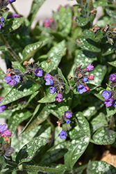 Spot On Lungwort (Pulmonaria 'Spot On') at Valley View Farms