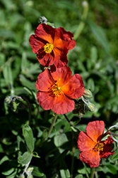 Fire Dragon Rock Rose (Helianthemum 'Fire Dragon') at Valley View Farms