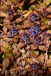Feathered Friends Parrot Paradise Bugleweed (Ajuga 'Parrot Paradise') at Valley View Farms