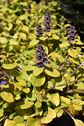 Feathered Friends Tropical Toucan Bugleweed (Ajuga 'Tropical Toucan') at Valley View Farms