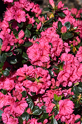 Hershey's Pink Azalea (Rhododendron 'Hershey's Pink') at Valley View Farms
