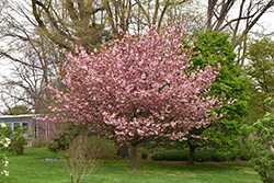 Kwanzan Flowering Cherry (Prunus serrulata 'Kwanzan') at Valley View Farms