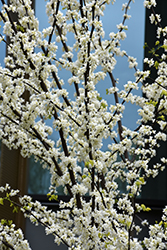 Royal White Redbud (Cercis canadensis 'Royal White') at Valley View Farms