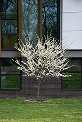 Royal White Redbud (Cercis canadensis 'Royal White') at Valley View Farms