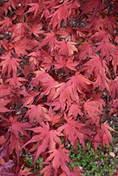 Purple Ghost Japanese Maple (Acer palmatum 'Purple Ghost') at Valley View Farms