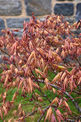 Aka Shigitatsu Sawa Japanese Maple (Acer palmatum 'Aka Shigitatsu Sawa') at Valley View Farms