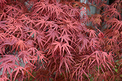 Beni Otake Japanese Maple (Acer palmatum 'Beni Otake') at Valley View Farms