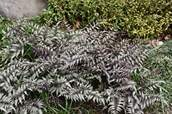 Pewter Lace Painted Fern (Athyrium nipponicum 'Pewter Lace') at Valley View Farms