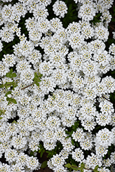 Snowflake Candytuft (Iberis sempervirens 'Snowflake') at Valley View Farms