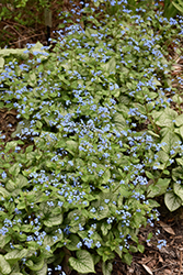 Jack Frost Bugloss (Brunnera macrophylla 'Jack Frost') at Valley View Farms
